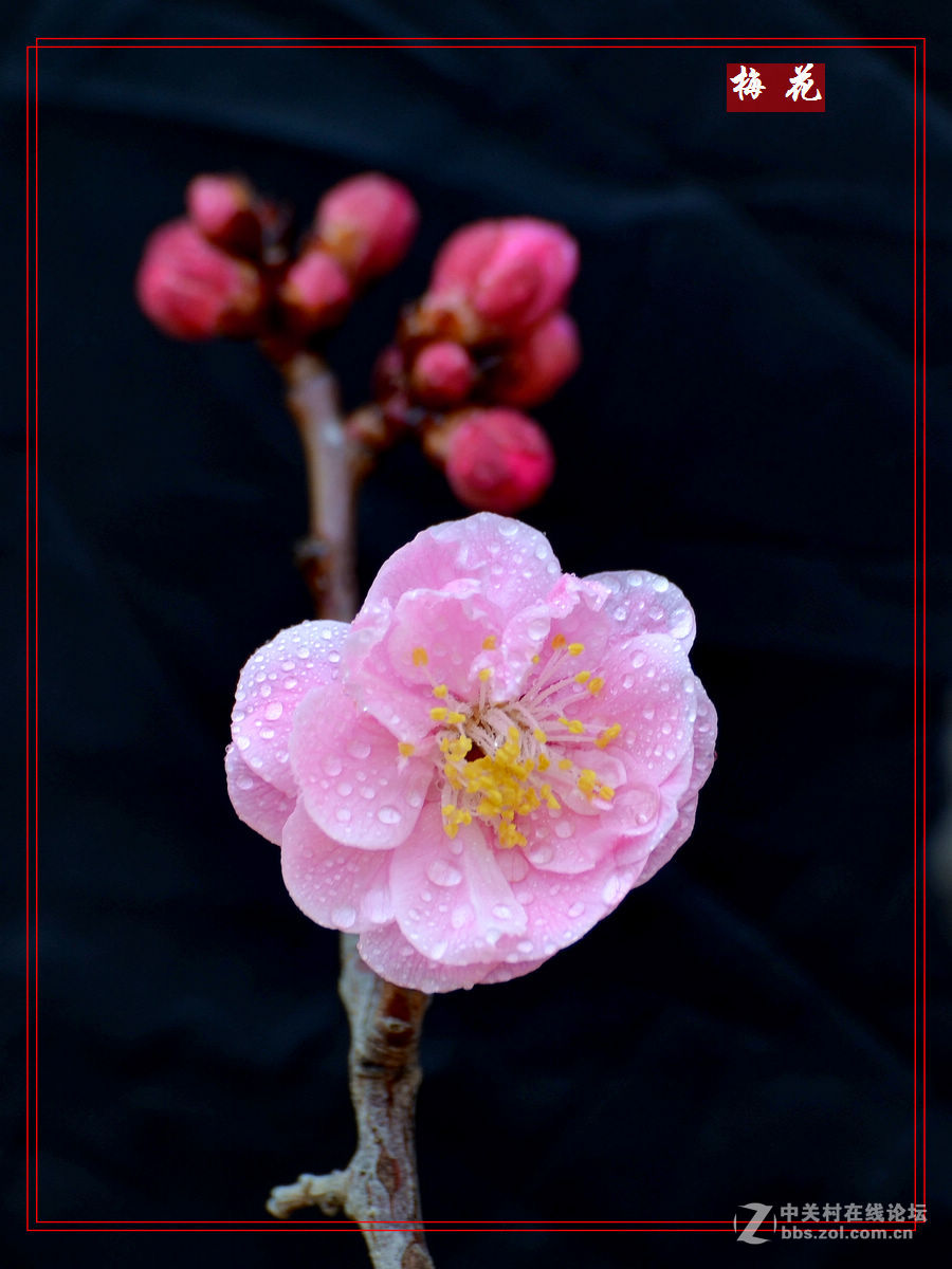 植物园里拍——梅花