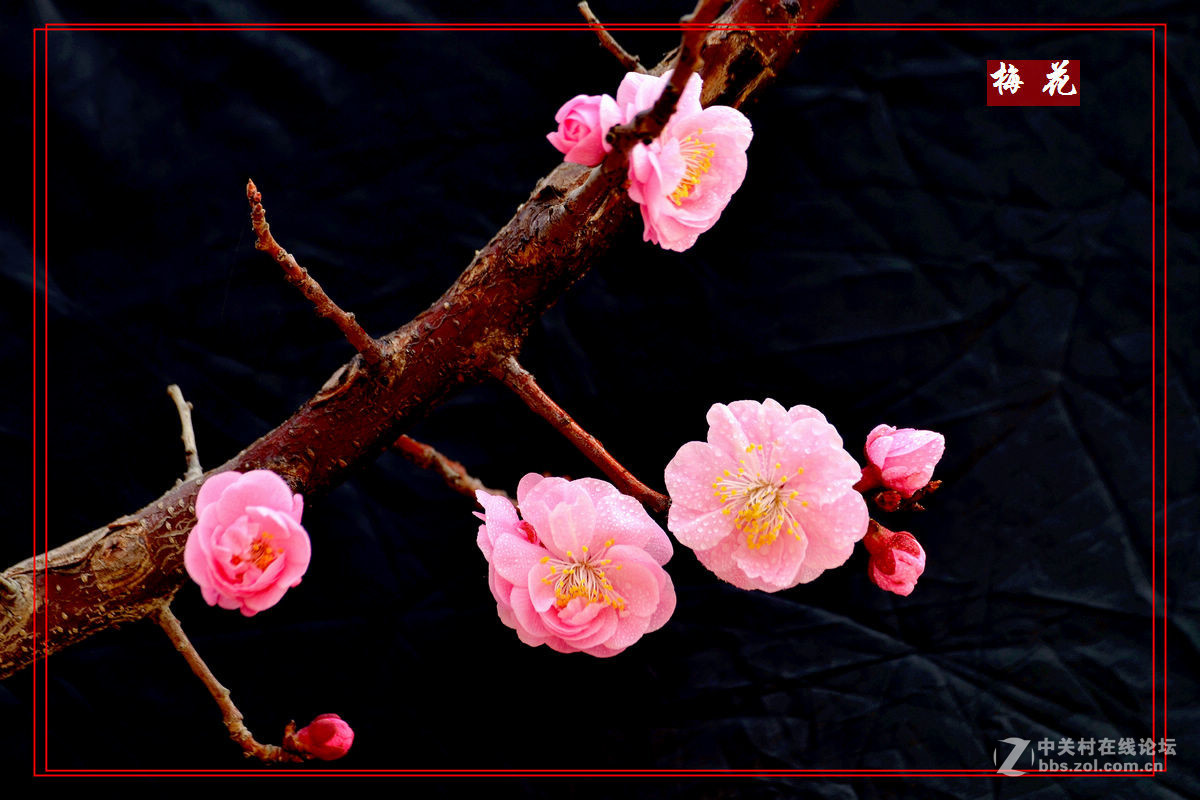 植物园里拍——梅花