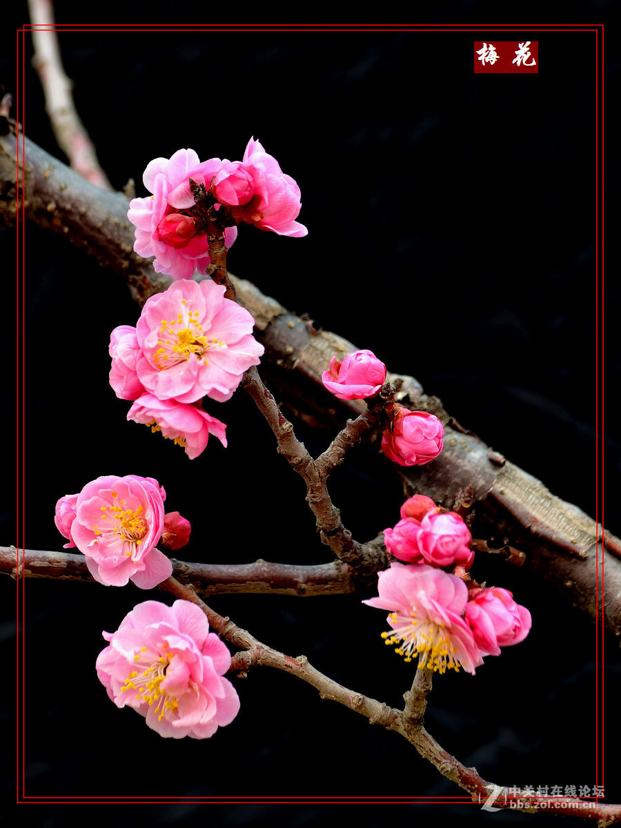 植物园里拍——梅花