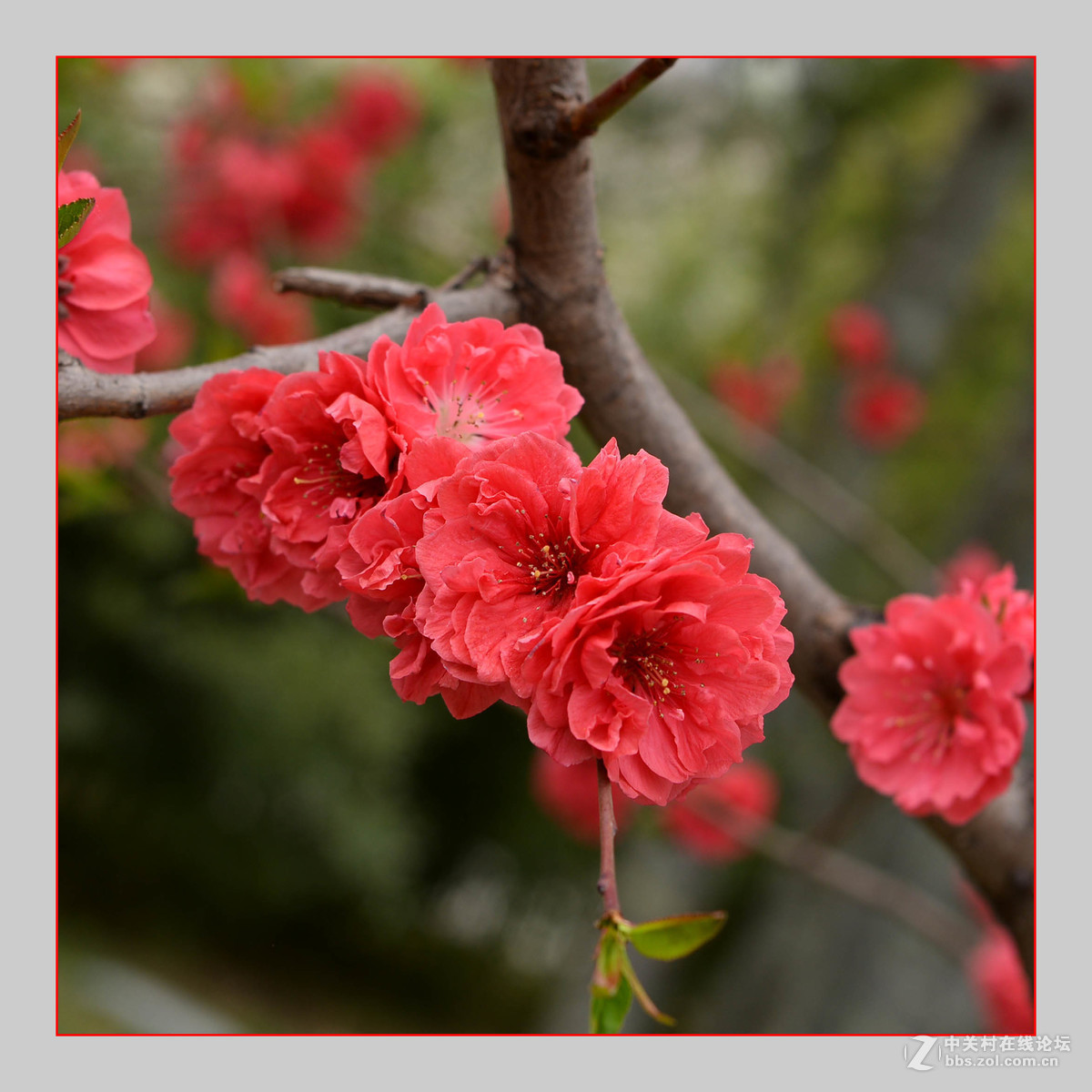 红白争艳花盛开