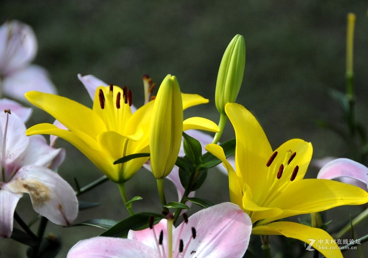 石象湖花卉艳丽