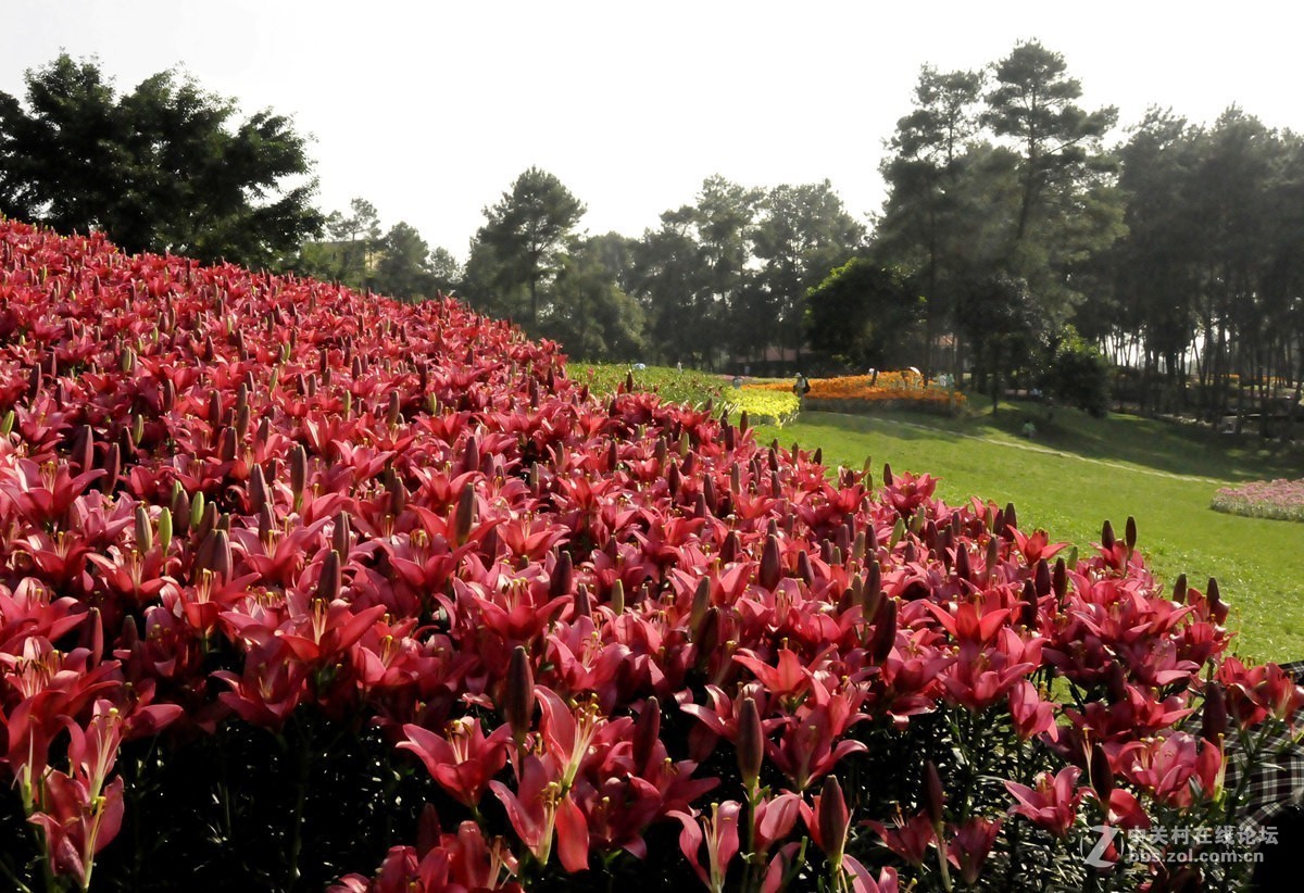 石象湖花卉艳丽