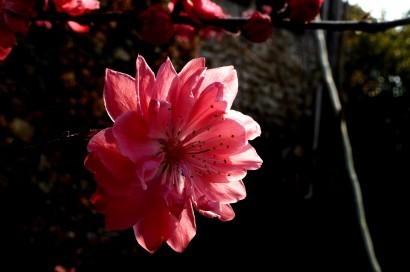 春天来了，春美