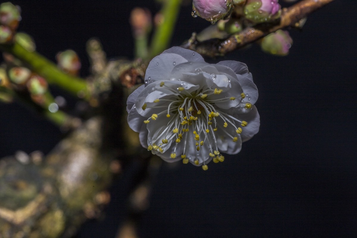 玉碟梅开清香至极