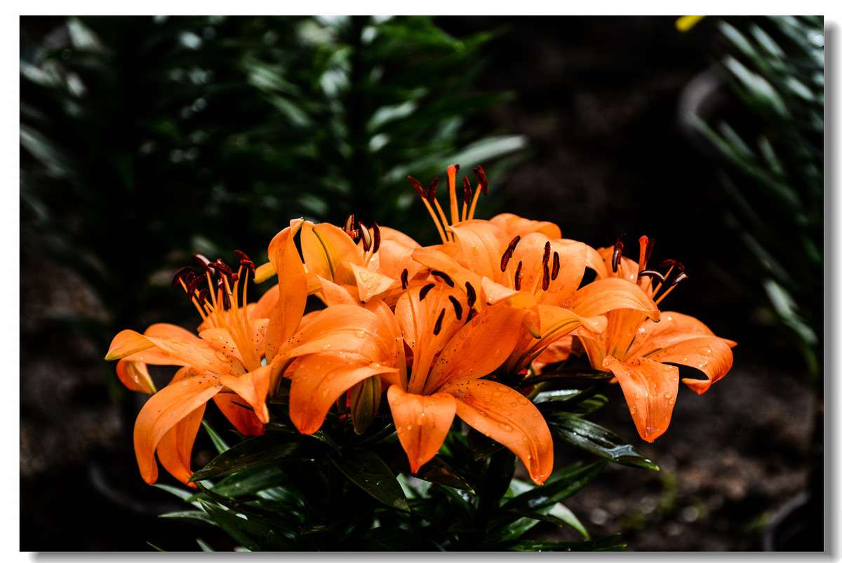 一组『汾河湾花境』送给大家迟到的祝福