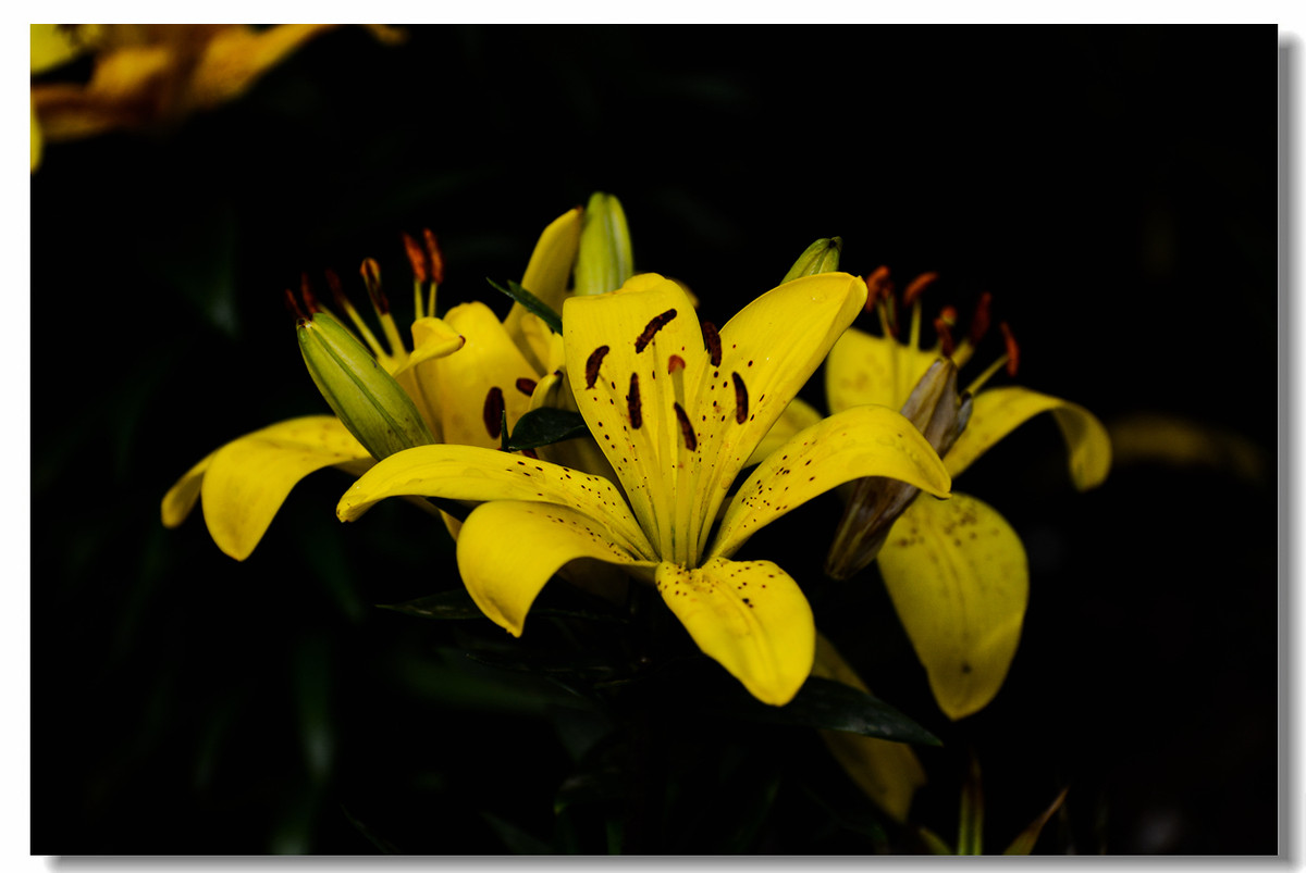 一组『汾河湾花境』送给大家迟到的祝福