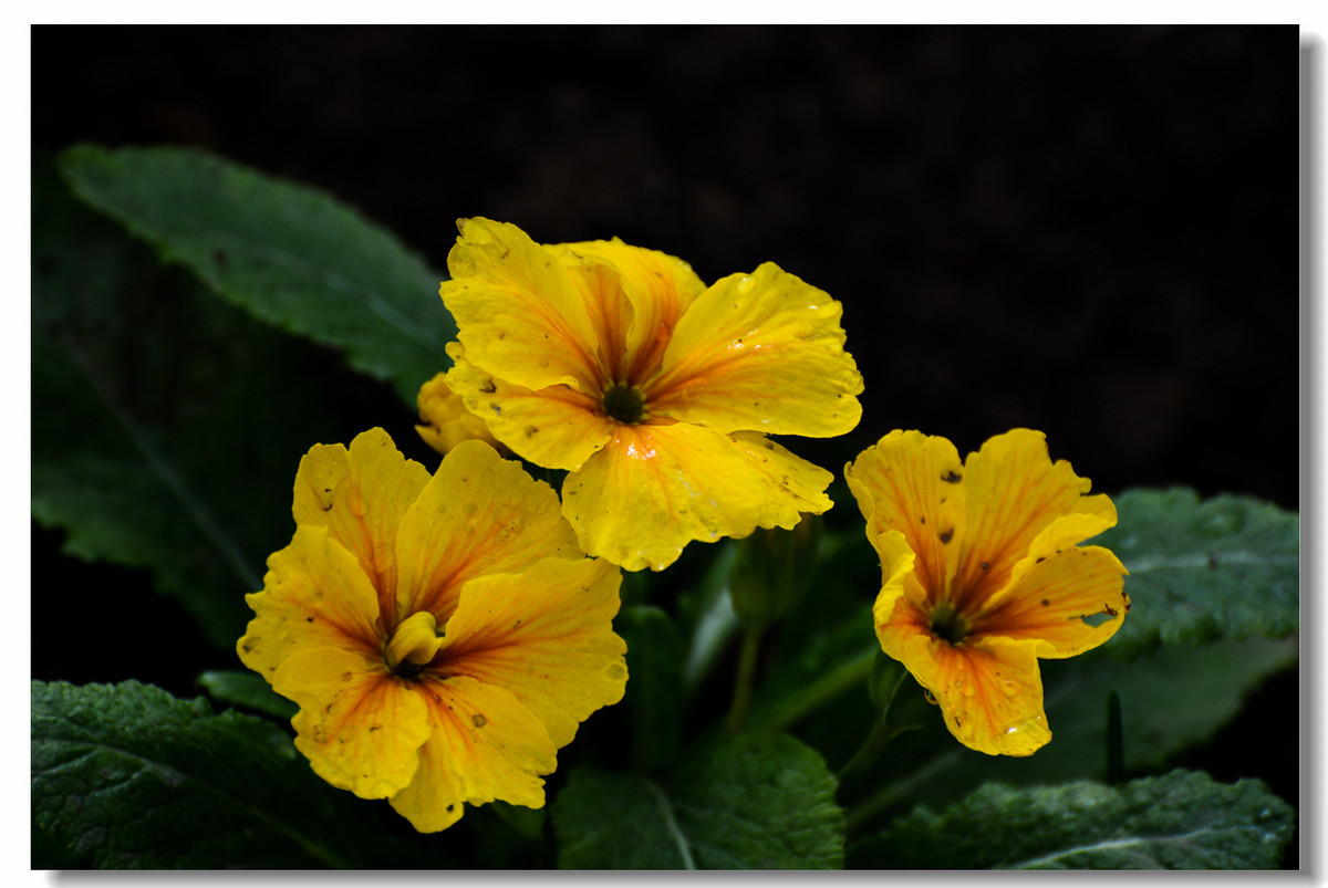 一组『汾河湾花境』送给大家迟到的祝福