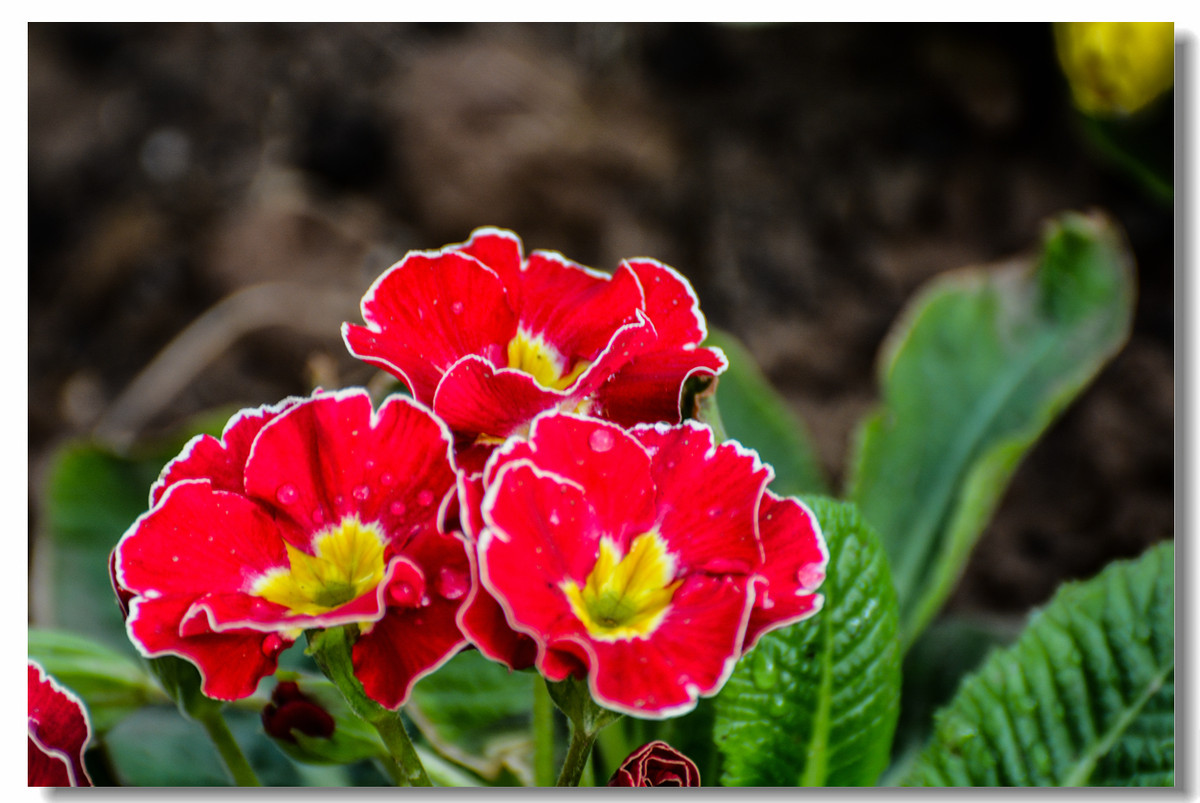 一组『汾河湾花境』送给大家迟到的祝福