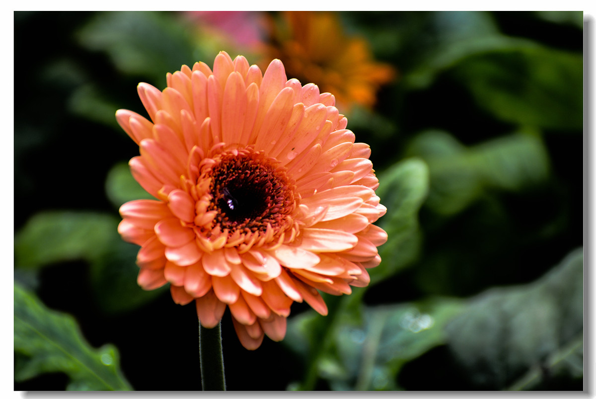 一组『汾河湾花境』送给大家迟到的祝福