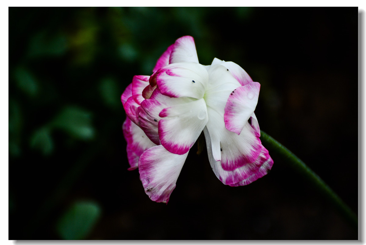 一组『汾河湾花境』送给大家迟到的祝福
