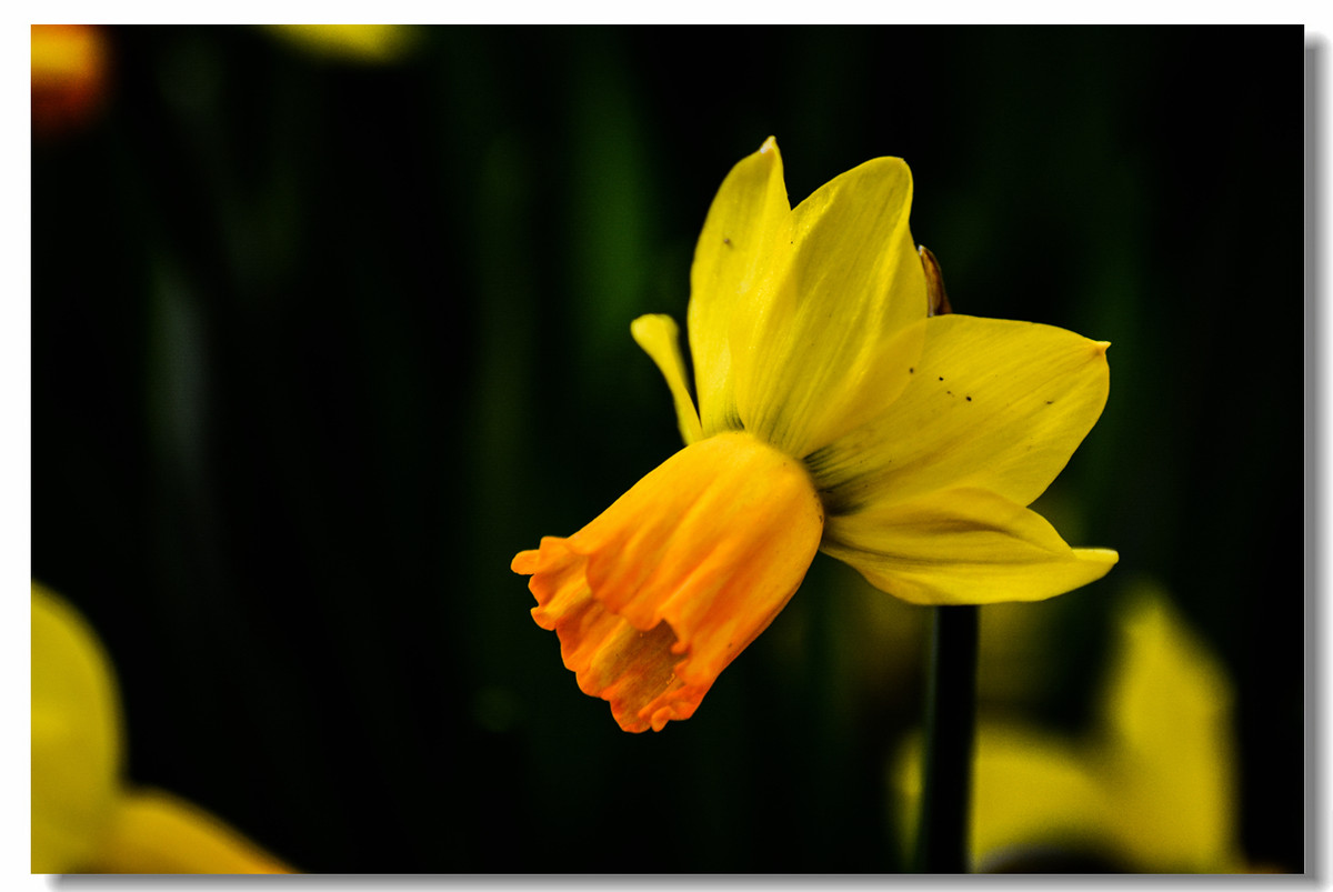一组『汾河湾花境』送给大家迟到的祝福
