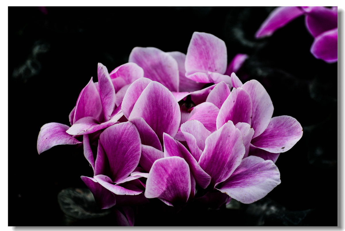 一组『汾河湾花境』送给大家迟到的祝福