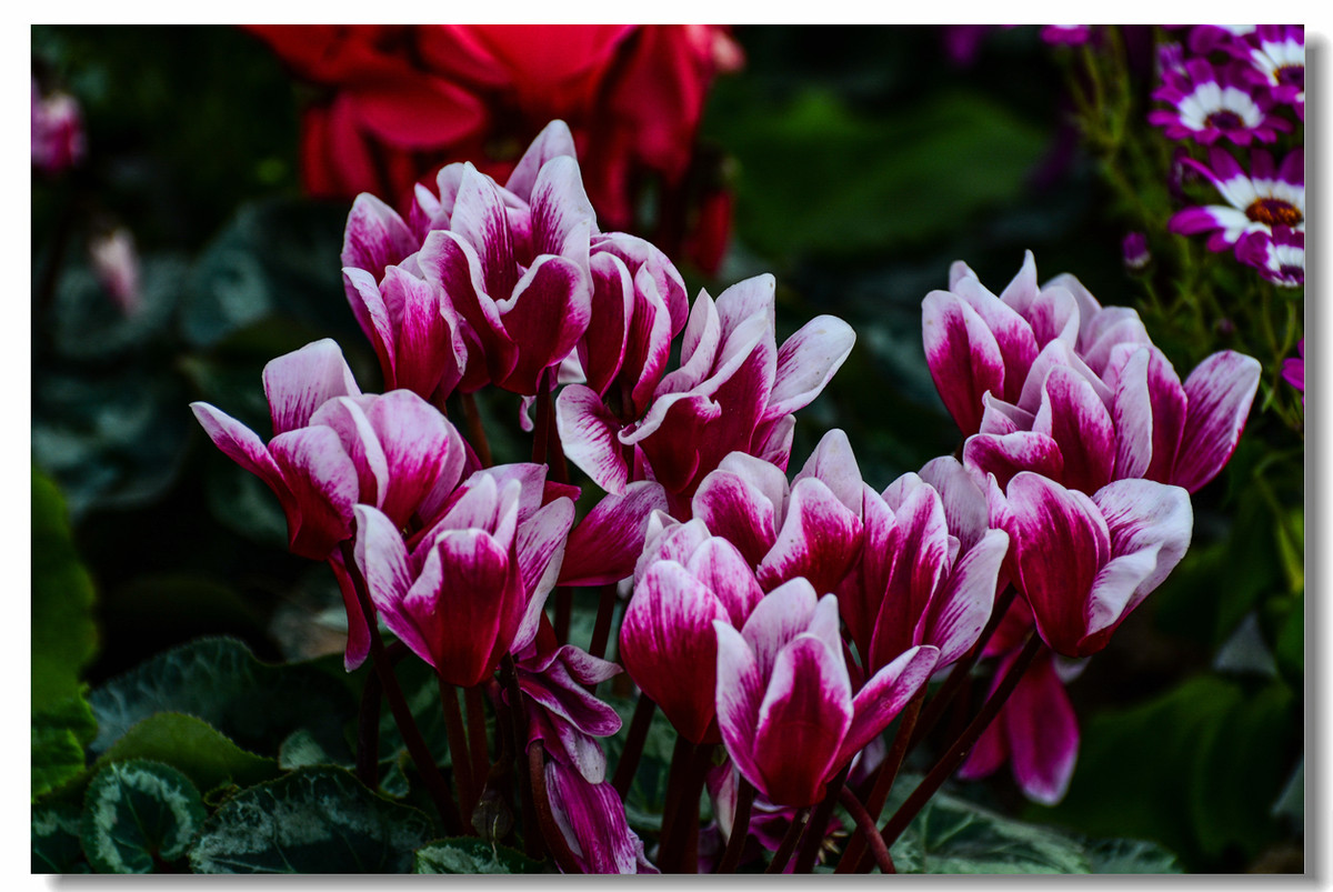 一组『汾河湾花境』送给大家迟到的祝福