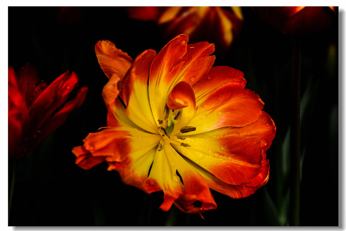 一组『汾河湾花境』送给大家迟到的祝福