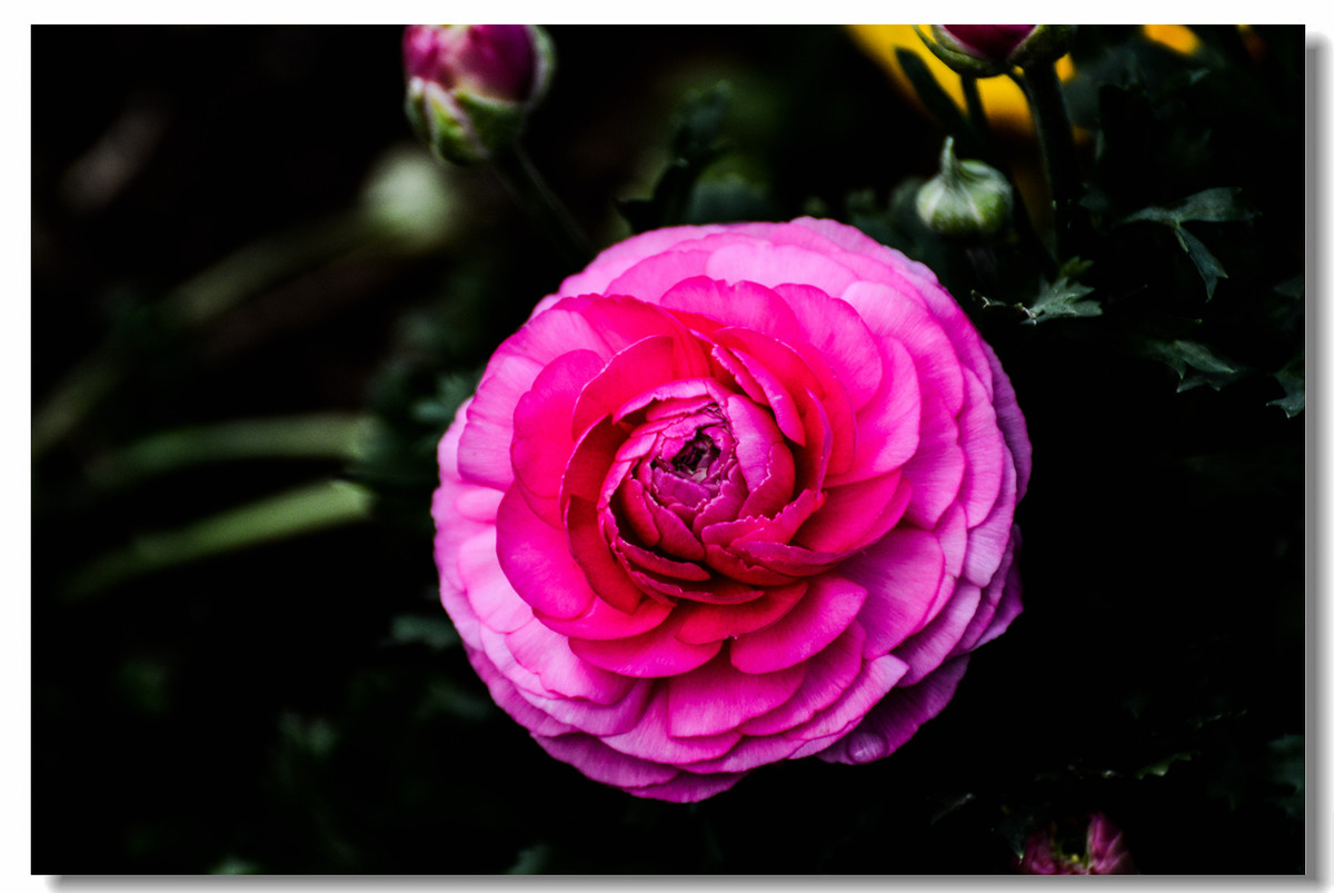 一组『汾河湾花境』送给大家迟到的祝福