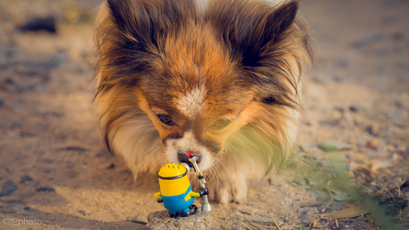 龙photo  《135L 练习贴 》