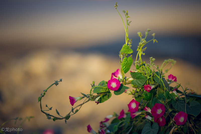 龙photo  《135L 练习贴 》