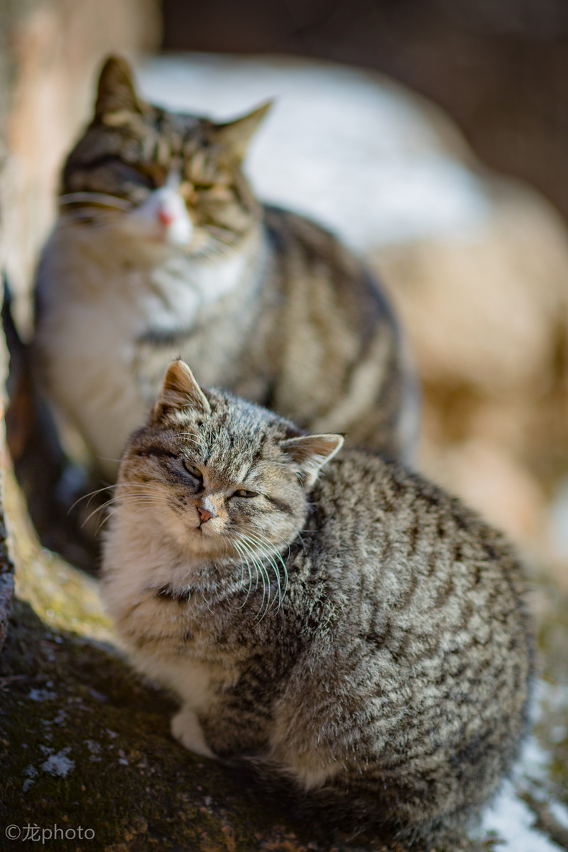 龙photo  《135L 练习贴 》