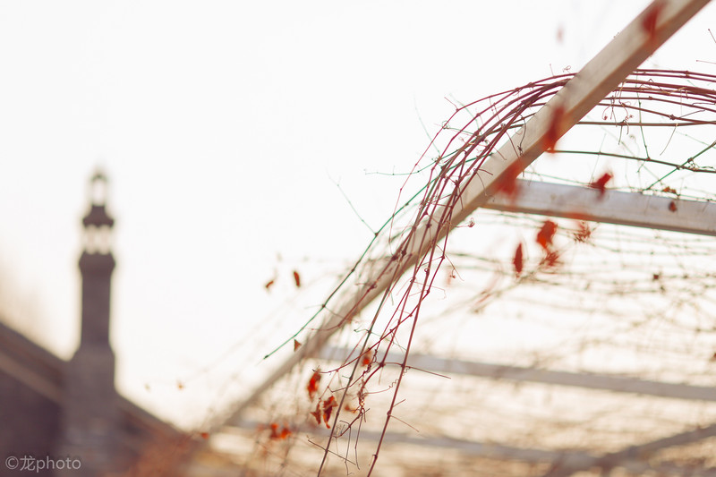 龙photo  《135L 练习贴 》