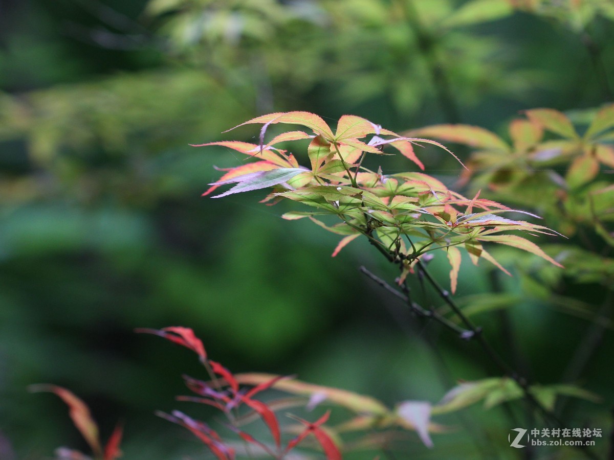 焦外练习-中关村在线摄影论坛