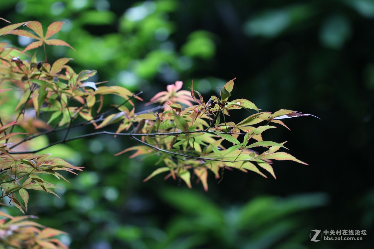 焦外练习-中关村在线摄影论坛