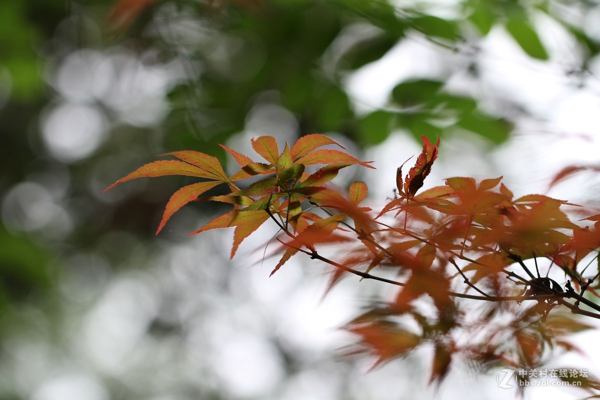 焦外练习-中关村在线摄影论坛