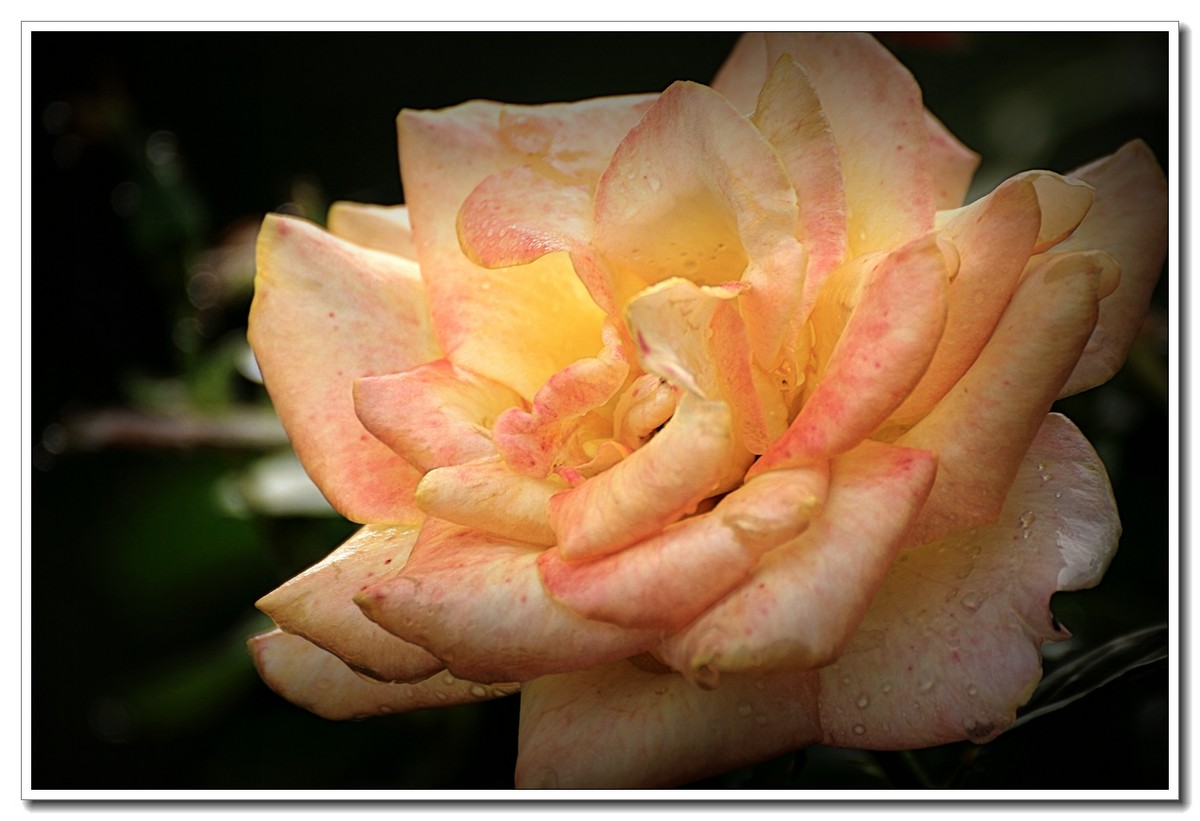 #ZOL月赛-四月物语#月季花开