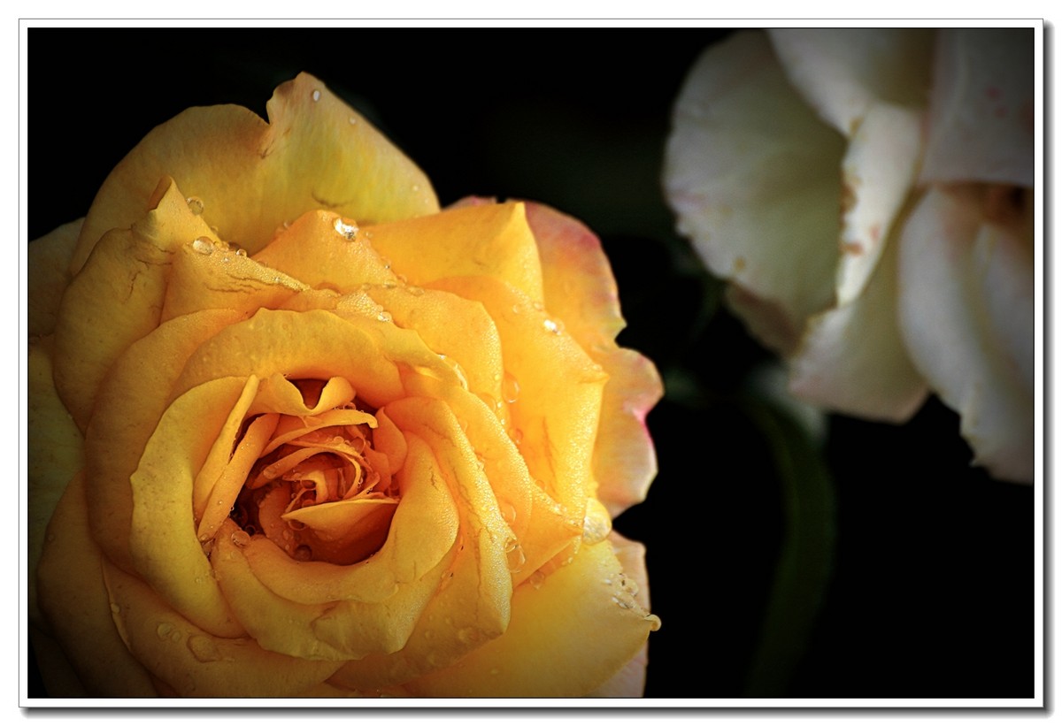 #ZOL月赛-四月物语#月季花开