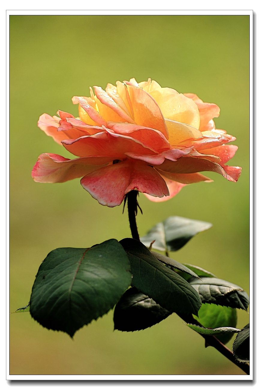 #ZOL月赛-四月物语#月季花开