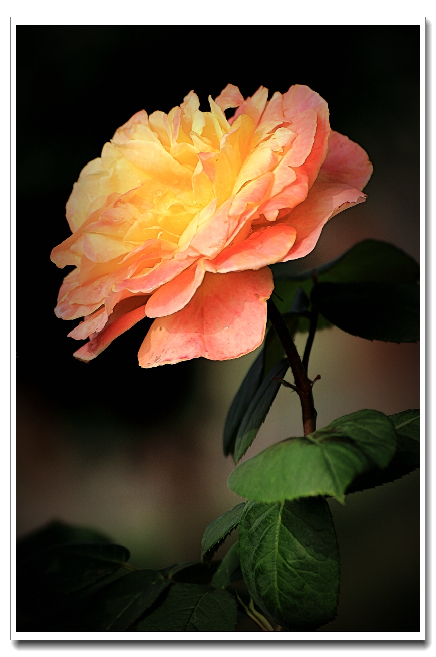 #ZOL月赛-四月物语#月季花开