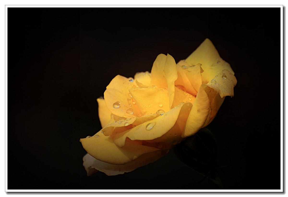 #ZOL月赛-四月物语#月季花开