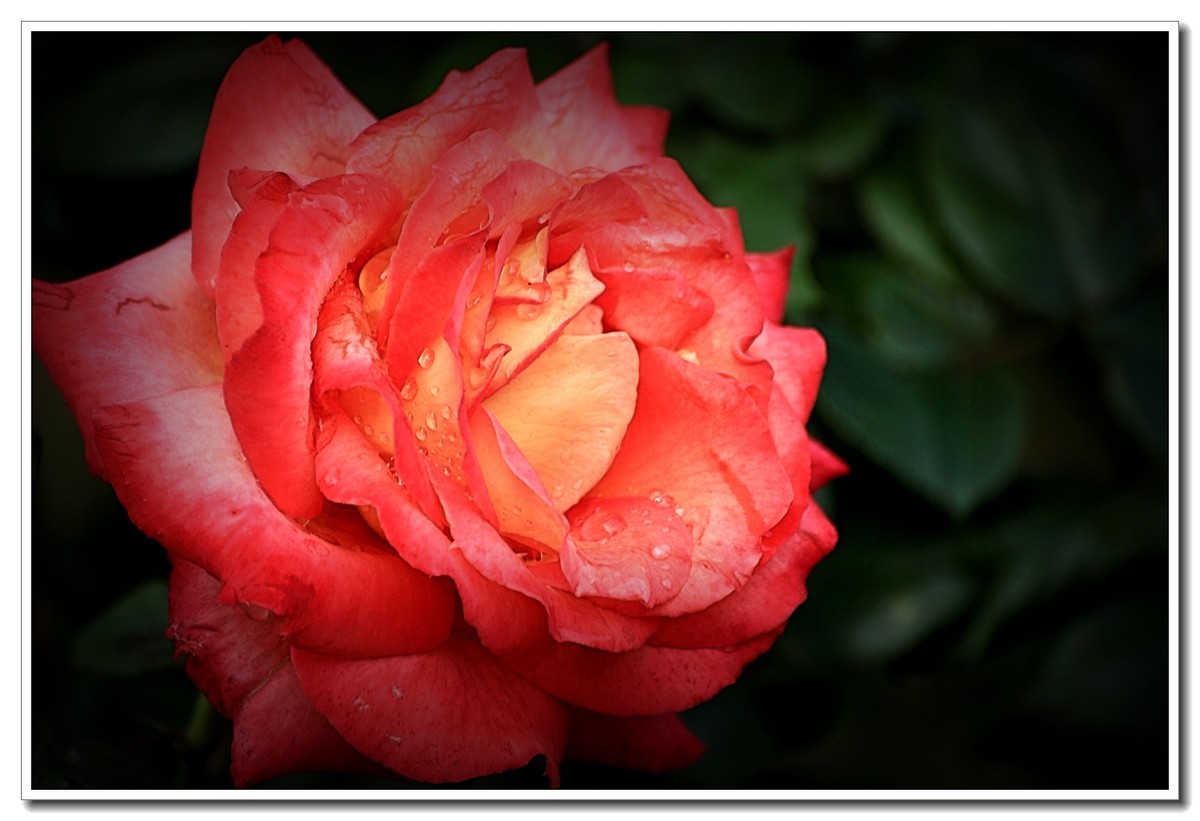 #ZOL月赛-四月物语#月季花开