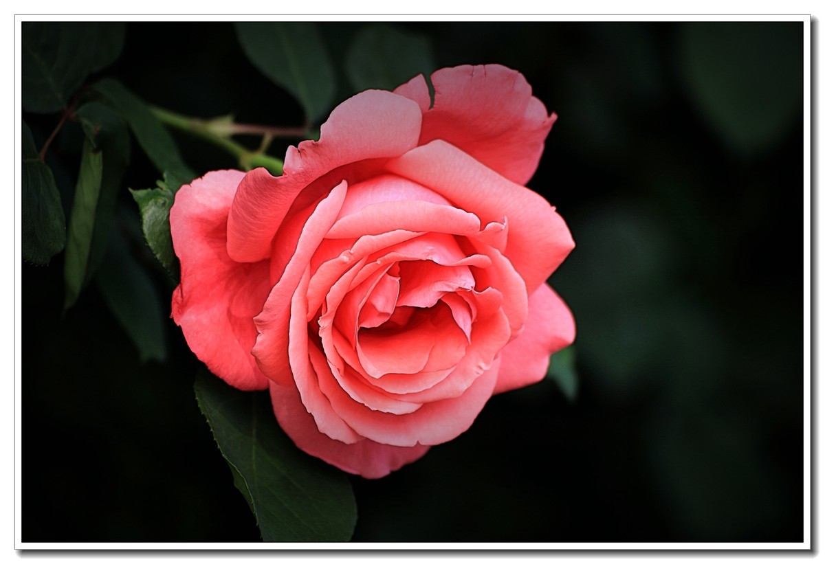 #ZOL月赛-四月物语#月季花开