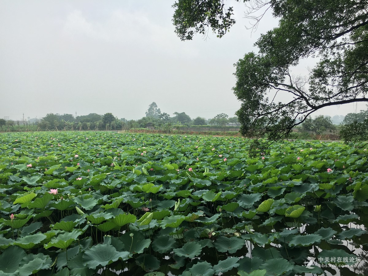 淅淅沥沥的塱头古村