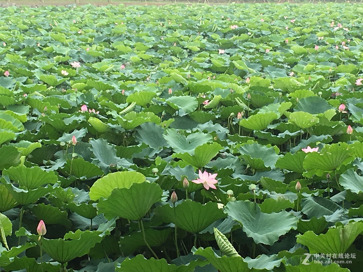 淅淅沥沥的塱头古村
