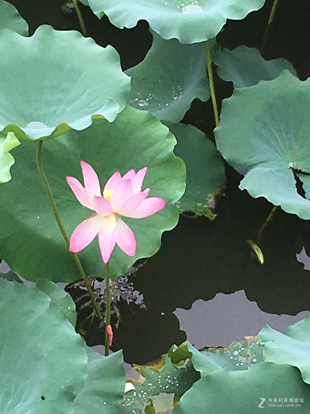 淅淅沥沥的塱头古村