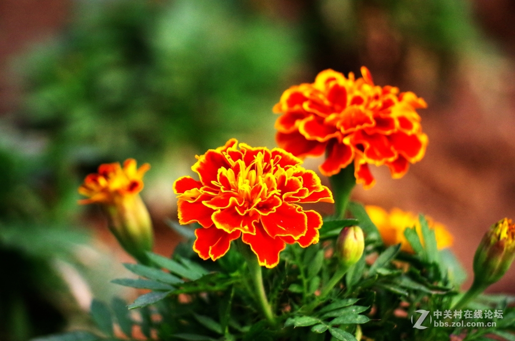 黑屏后试机，出片是否不正常？