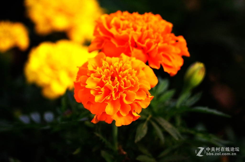 黑屏后试机，出片是否不正常？