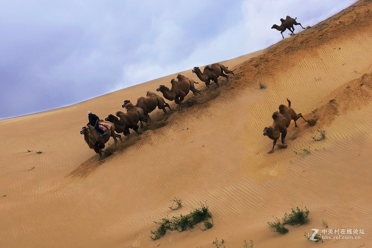 东北美景之草原、沙漠