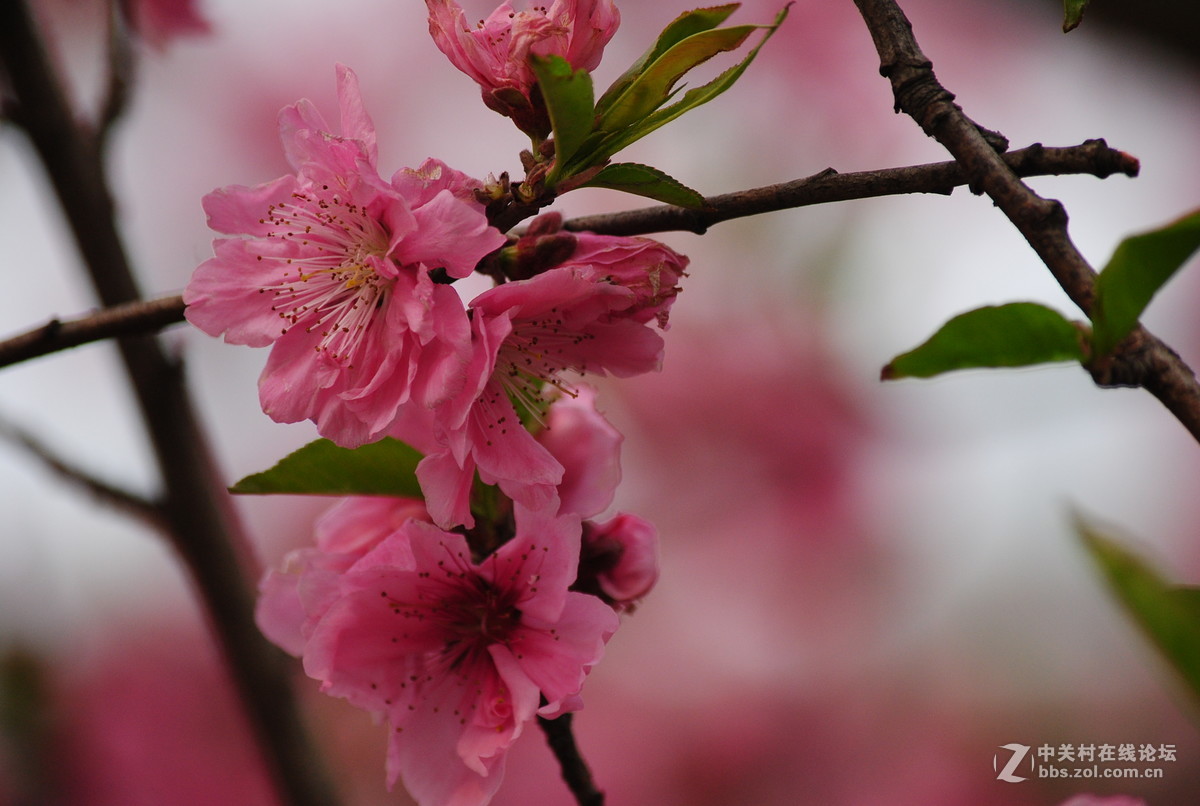 春枝——桃花