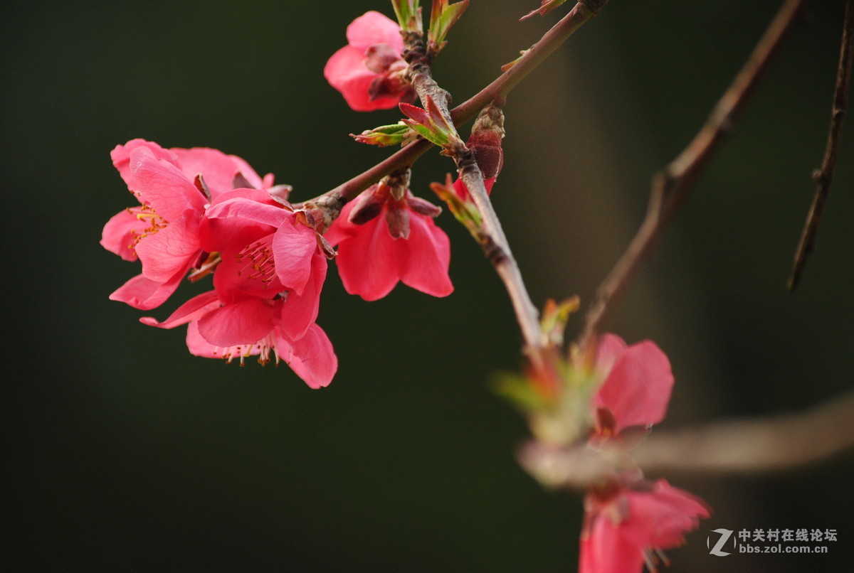 春枝——桃花