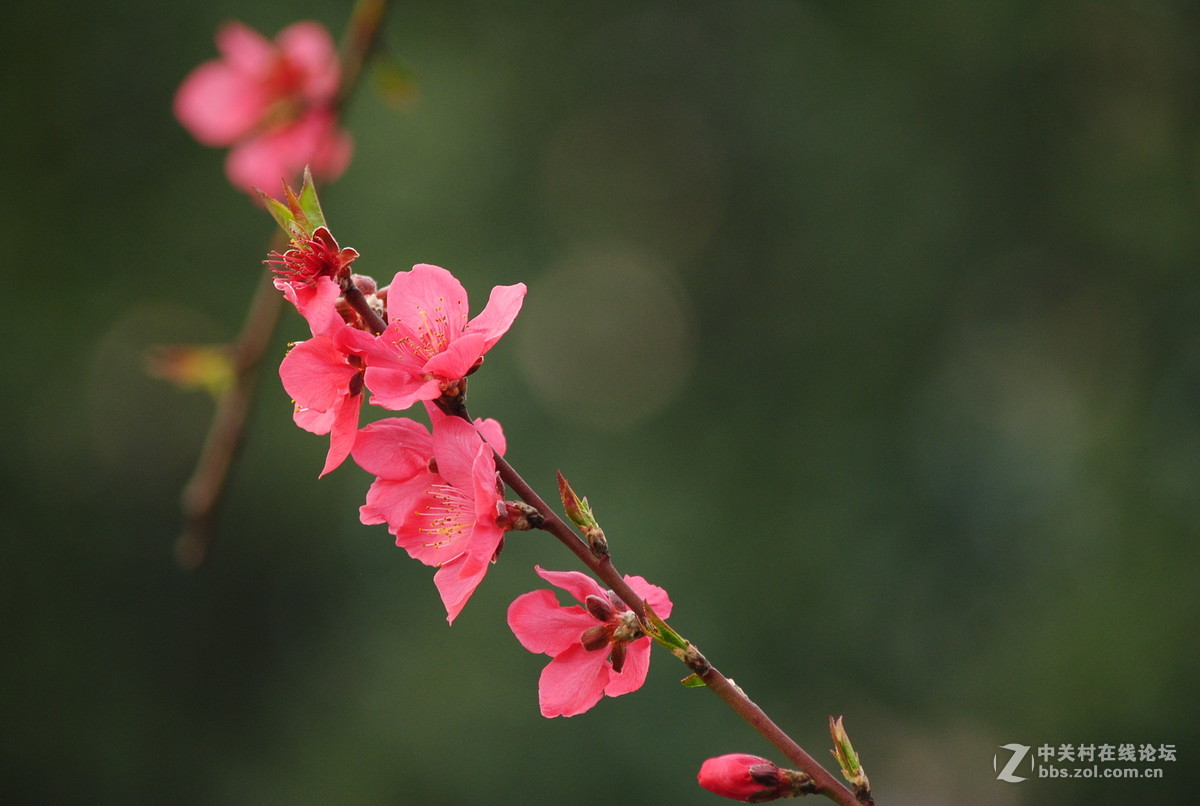 春枝——桃花