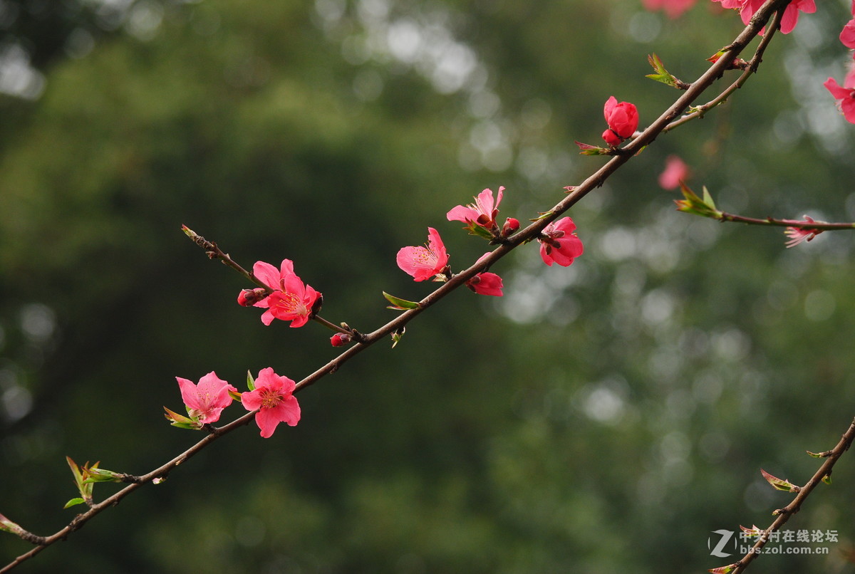 春枝——桃花
