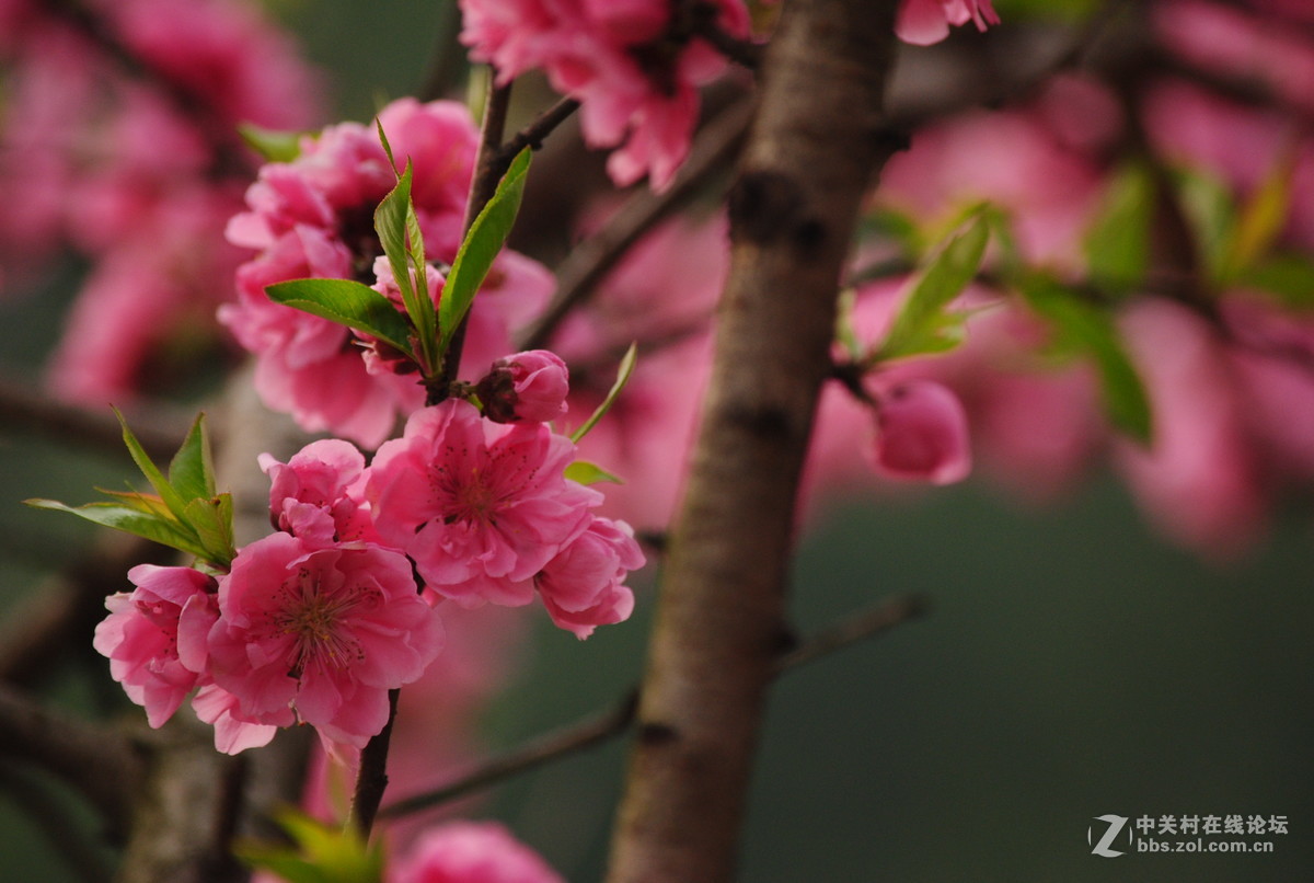 春枝——桃花