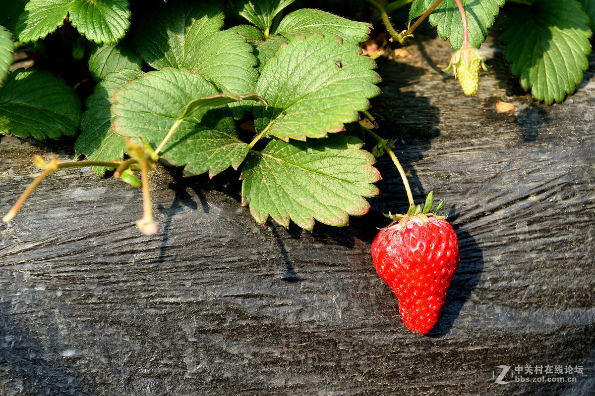 密云南山圣水采摘草莓