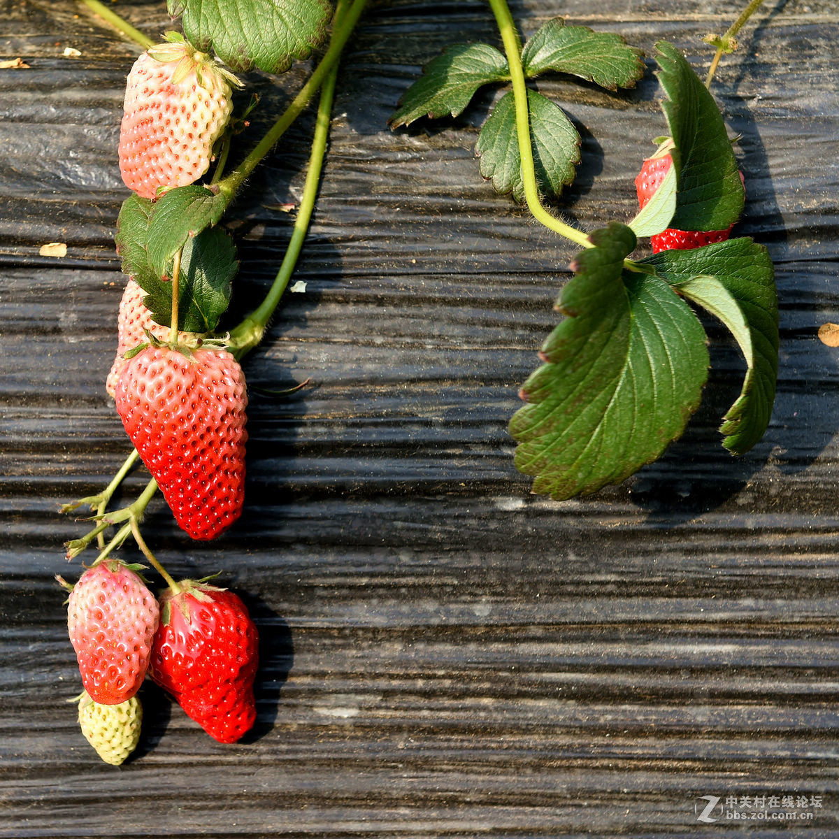 密云南山圣水采摘草莓