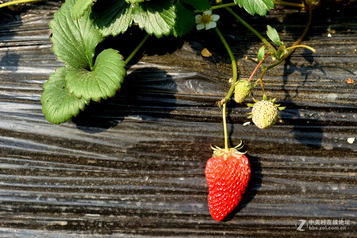 密云南山圣水采摘草莓