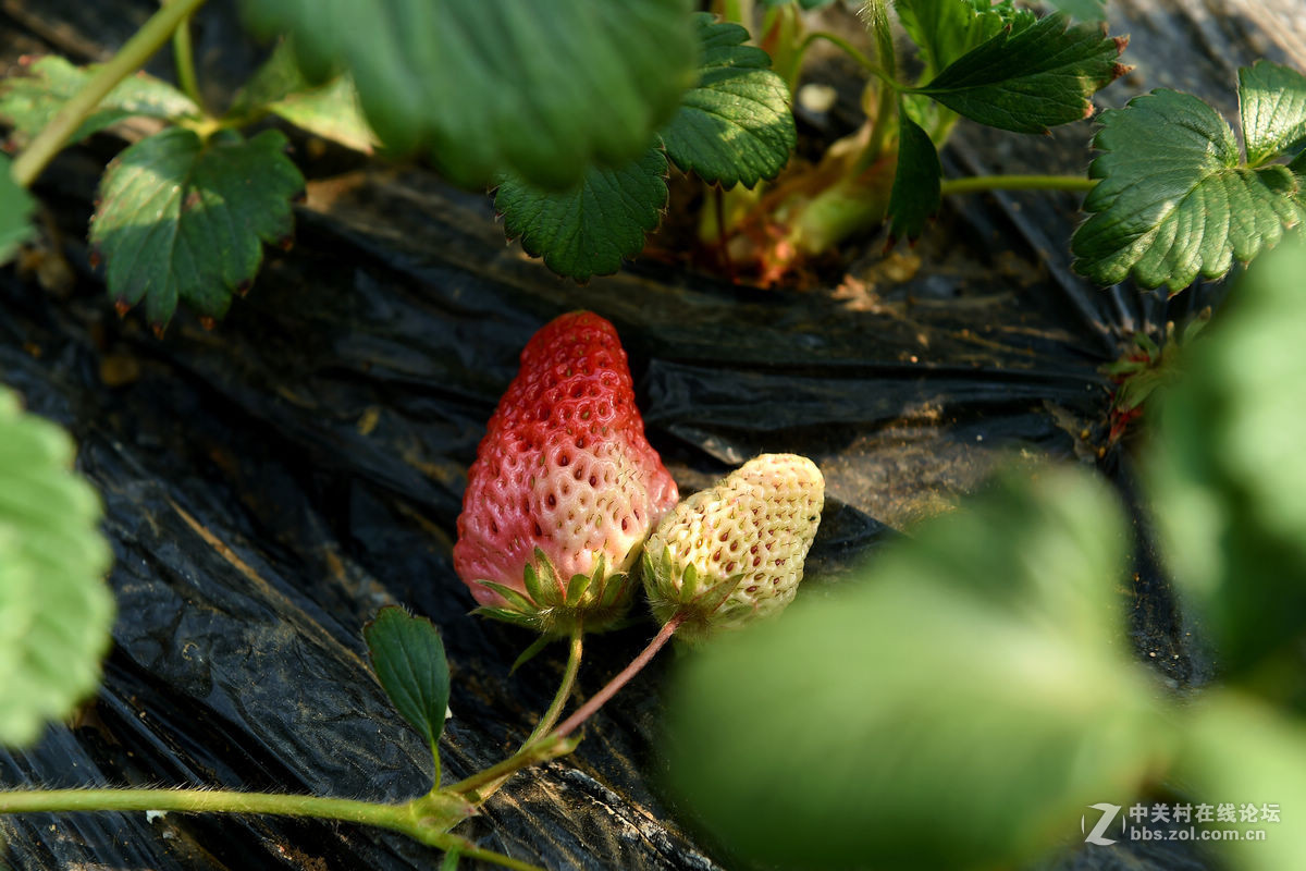 密云南山圣水采摘草莓