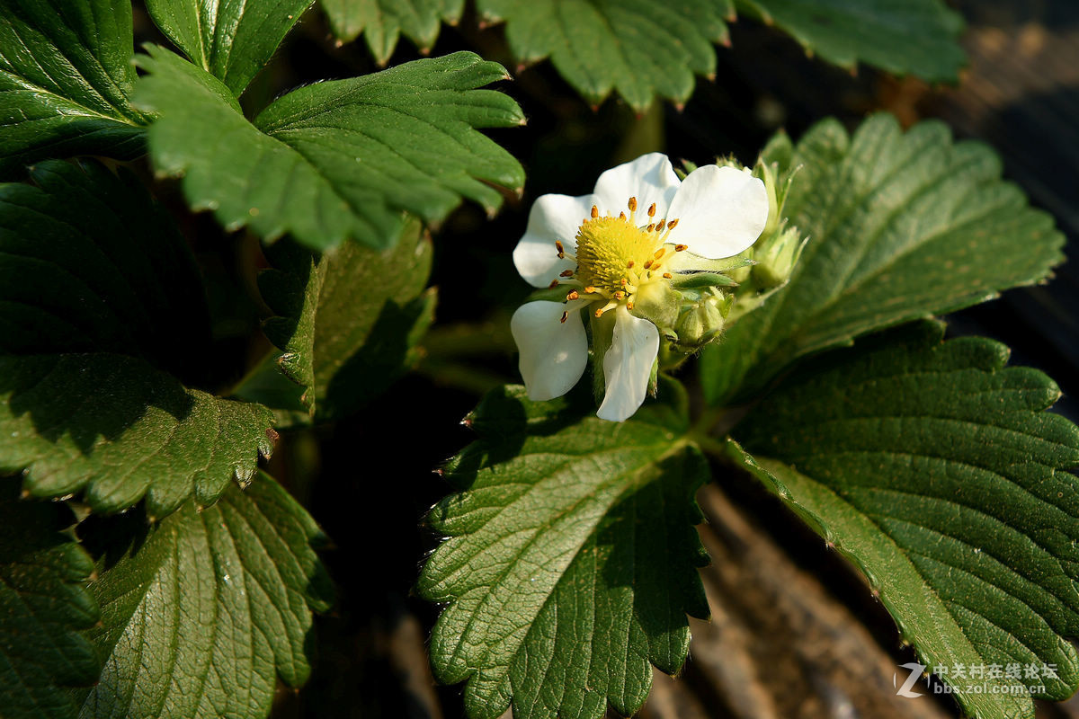 密云南山圣水采摘草莓