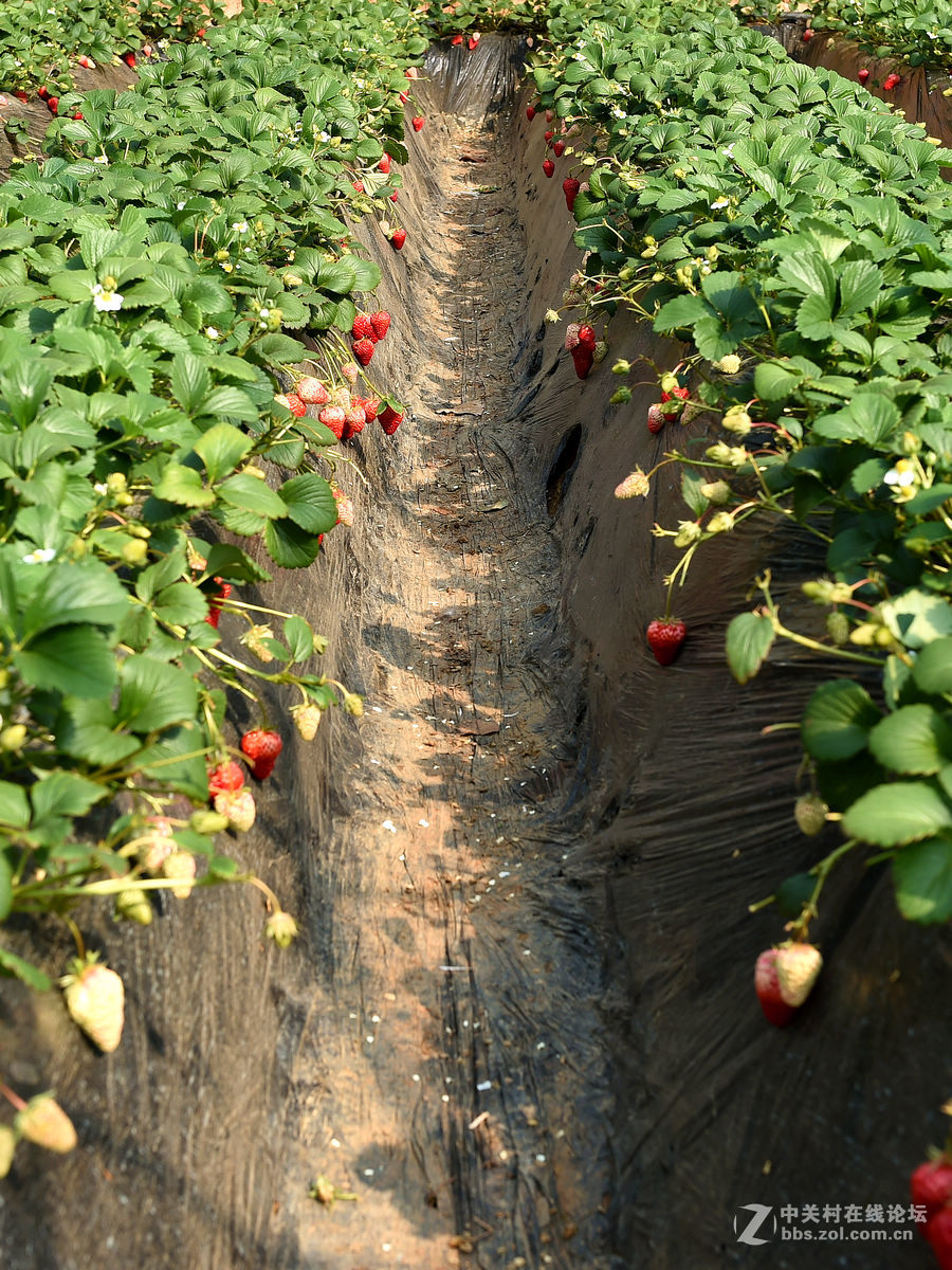 密云南山圣水采摘草莓